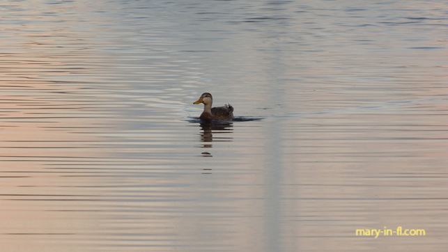 Duck in the lake 01-07-2019