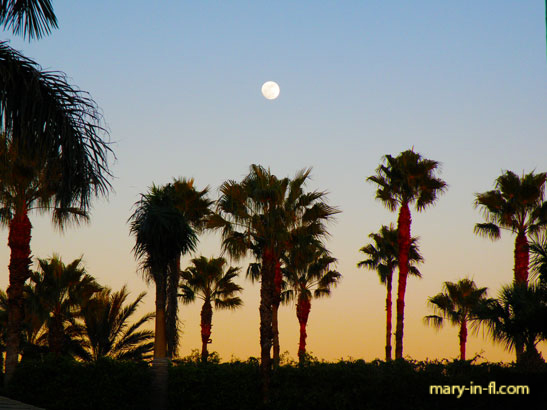 Moon rising over the palm trees