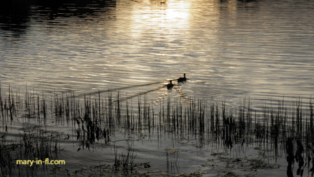 Ducks in the lake 02-14-2019